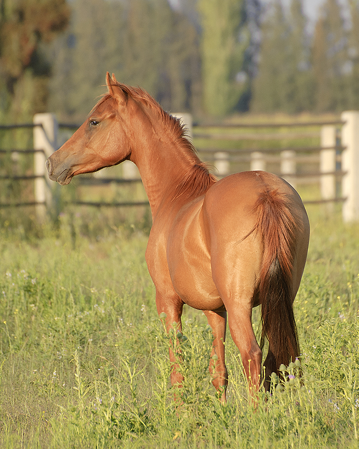 itata2