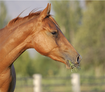 itata3