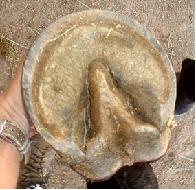 casco1