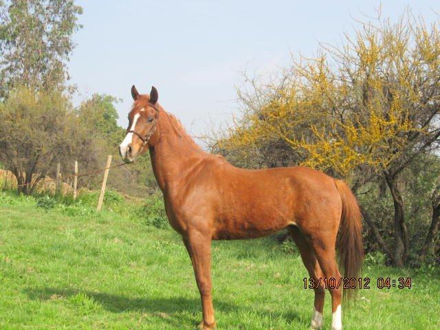 gavilan1