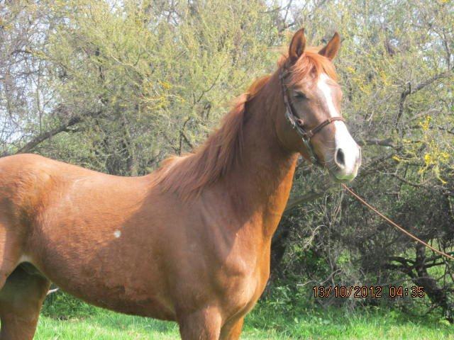 gavilan2
