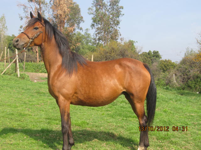 sharima