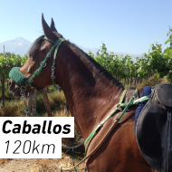 caballos120