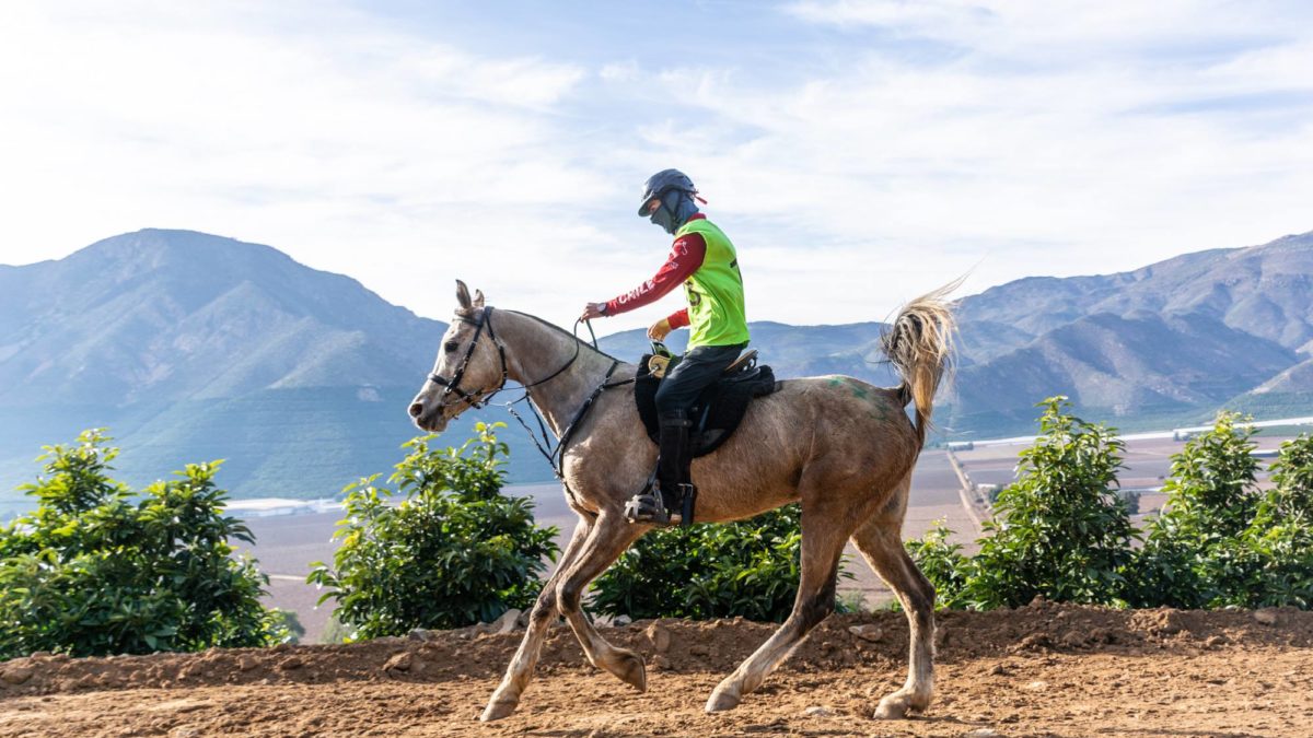 Terminar es ganar – Cristobal Larraín cumple y gana los 120K Young Riders