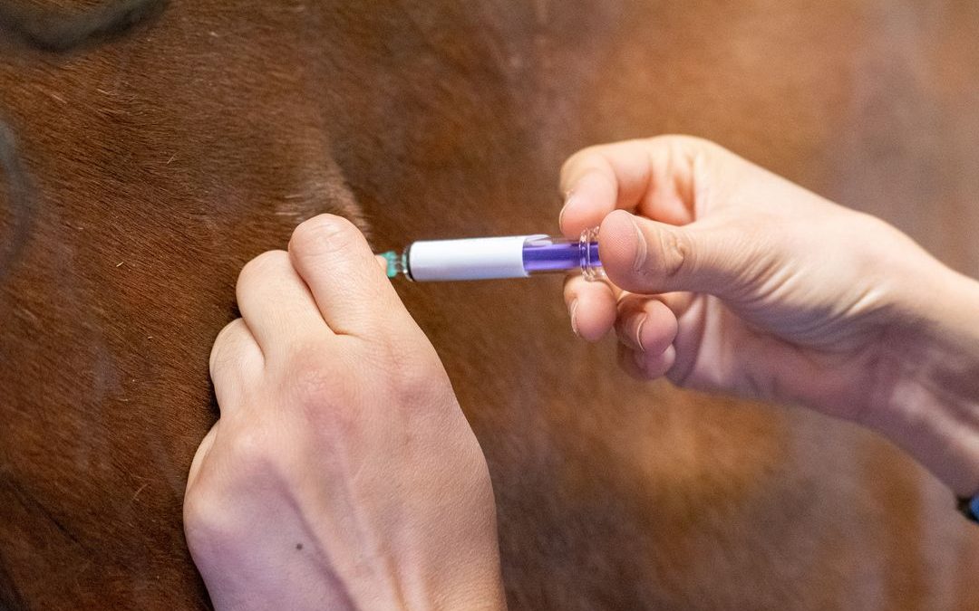 Medicina Preventiva para Equinos