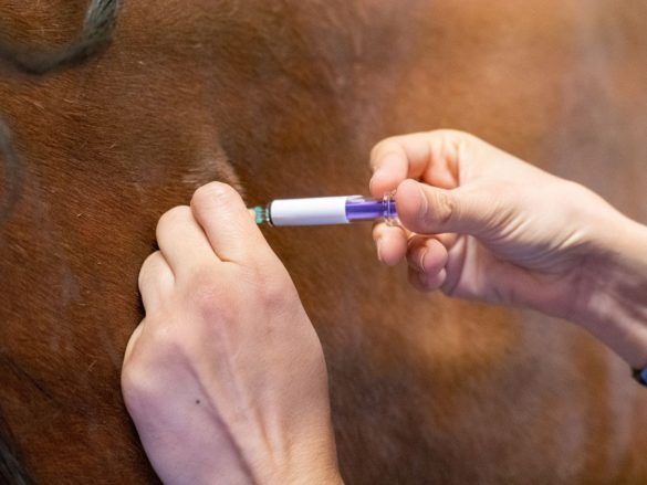 vacunación gripe equina