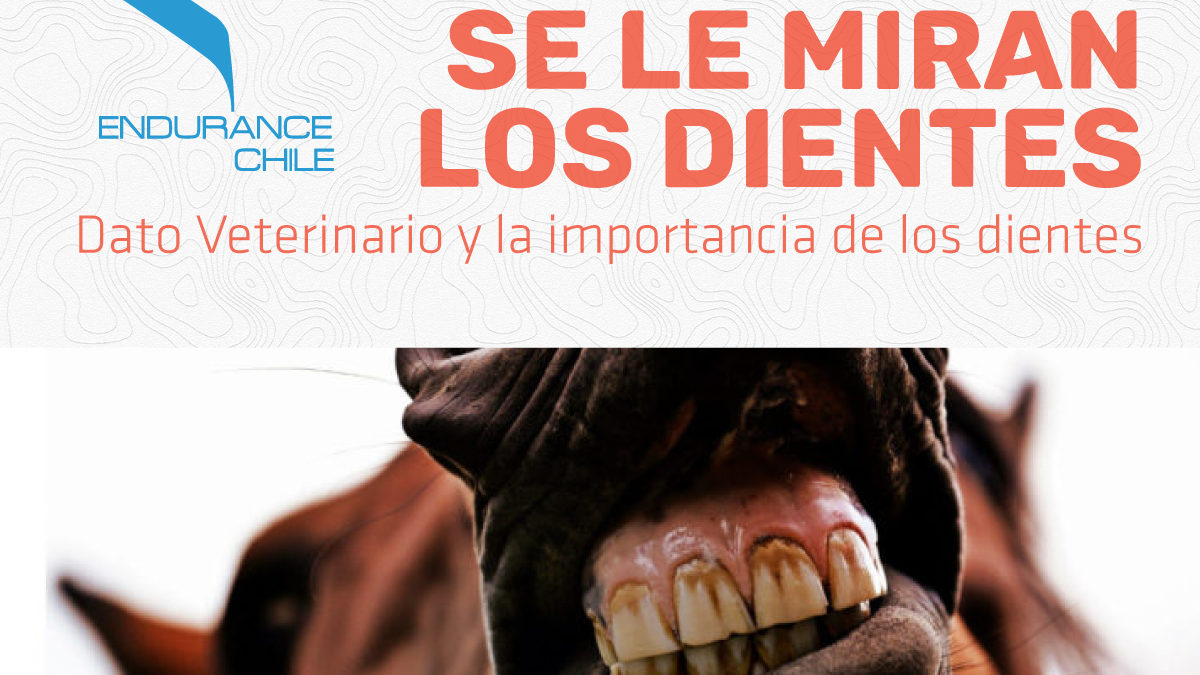 La importancia de los dientes en el caballo