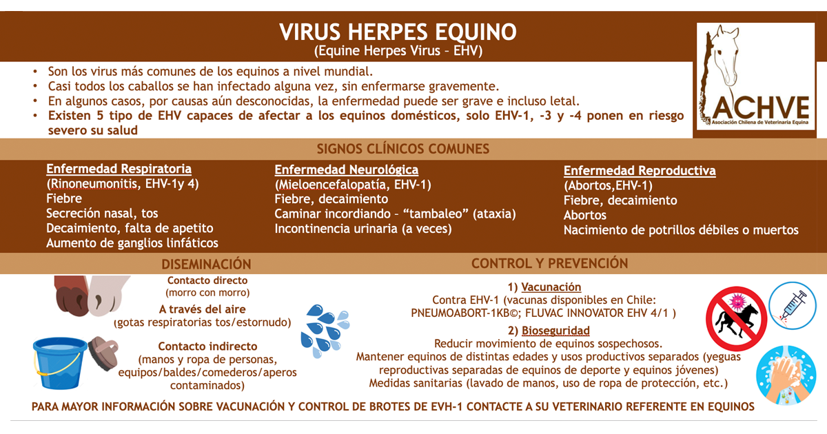 INFORMACION HERPES VIRUS EQUINO